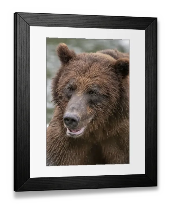 Framed Print : Brown bear is very close Framed Print : Brown bear is very close