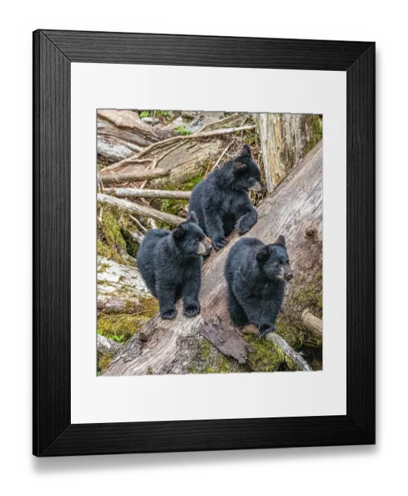 Framed Print : These black bear triplets hang out waiting for Mom