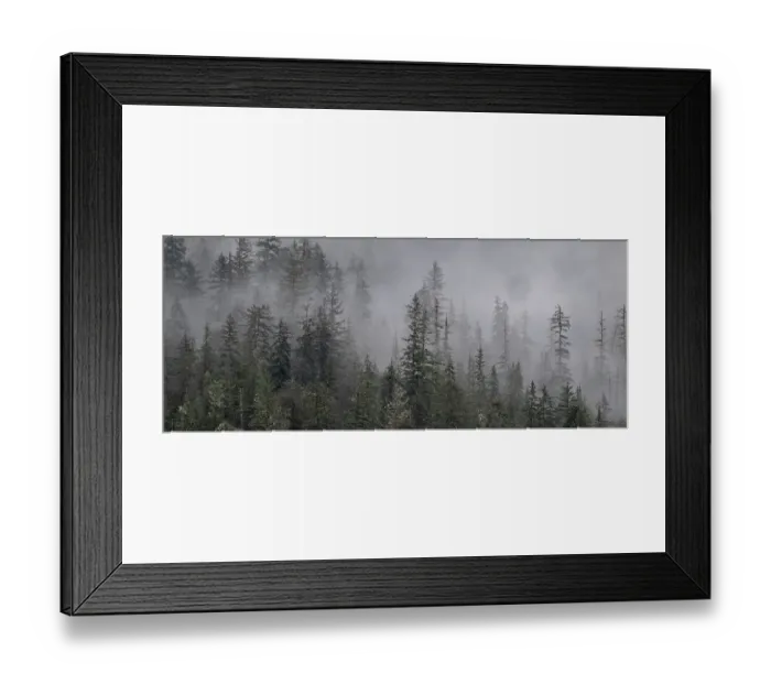 Framed Print : Fog lingers in rainforest trees