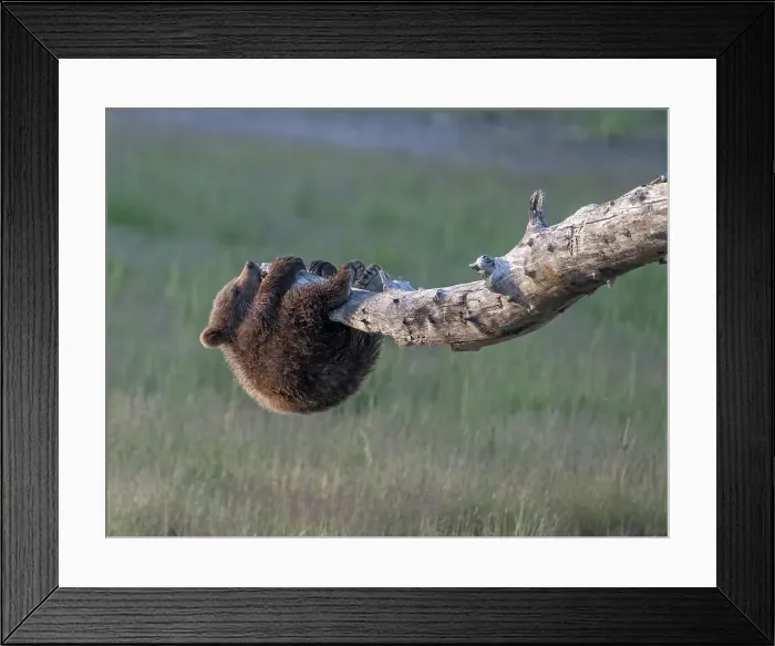 Framed Print : Curious brown bear cub investigates a snag Framed Print : Curious brown bear cub investigates a snag