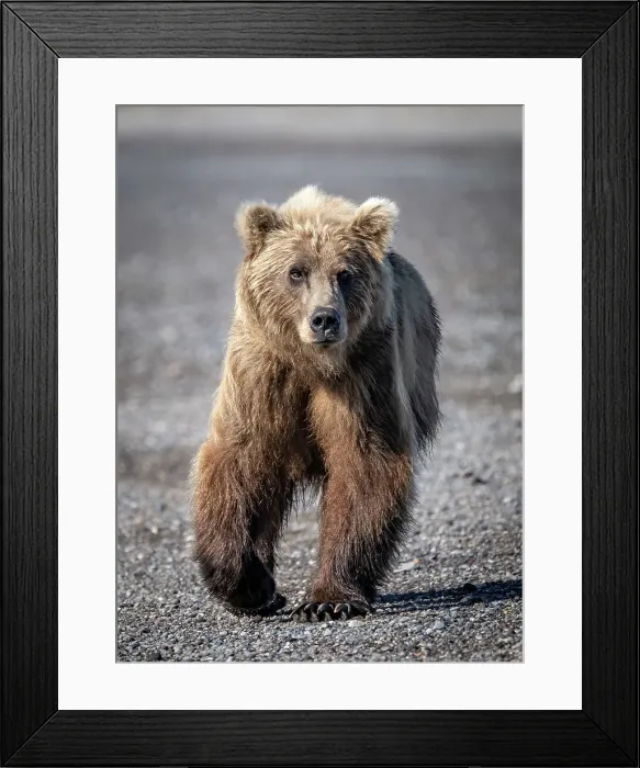 Framed Print : Brown bear heads for the photographers Framed Print : Brown bear heads for the photographers