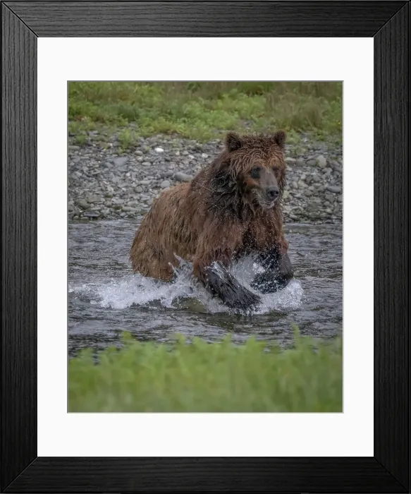 Framed Print : Brown bear jumps at a salmon at Pack Creek Framed Print : Brown bear jumps at a salmon at Pack Creek