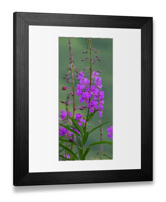 Framed Print : Fireweed abounds in the tundra of Hatcher Pass, Talkeetna Mountains Framed Print : Fireweed abounds in the tundra of Hatcher Pass, Talkeetna Mountains