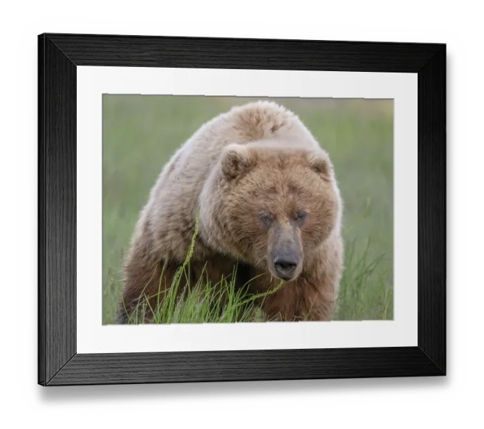 Framed Print : Huge brown bear sow approaches the camera Framed Print : Huge brown bear sow approaches the camera