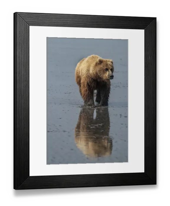 Framed Print : Brown bear sow goes clamming on mud flats at Lake Clark