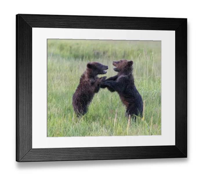 Framed Print : Bear cubs play fighting