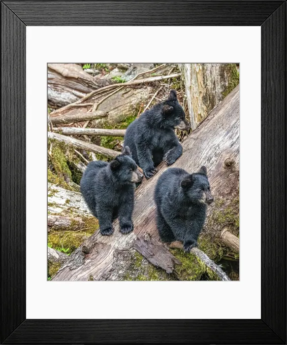 Framed Print : These black bear triplets hang out waiting for Mom Framed Print : These black bear triplets hang out waiting for Mom