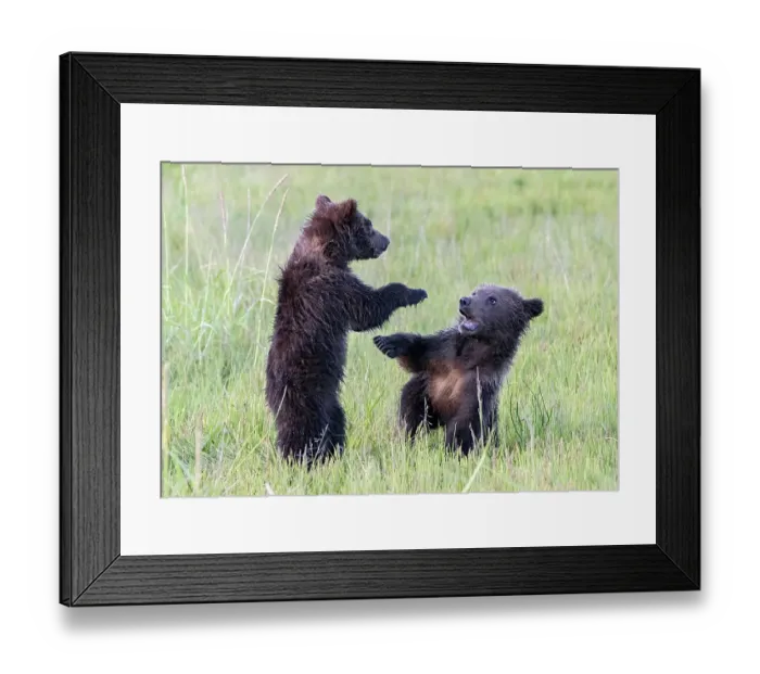 Framed Print : Bear cubs play fighting