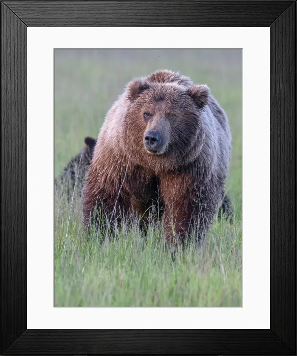Framed Print : Brown bear sow goes eye to eye with the photographer