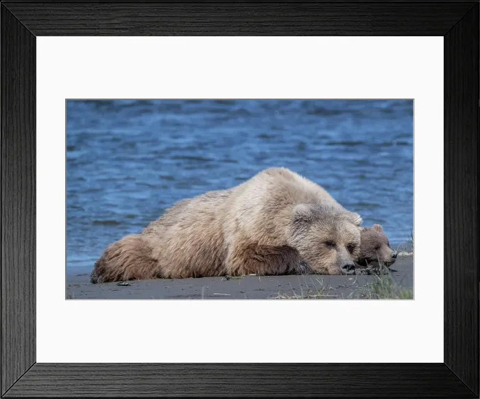Framed Print : Mama and cub rest in the sun near the shores of Cook Inlet