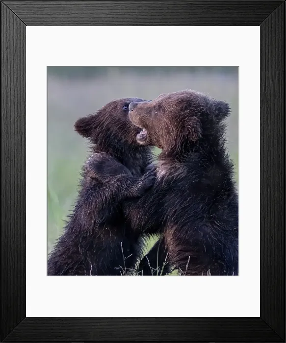 Framed Print : Bear cub play fighting Framed Print : Bear cub play fighting