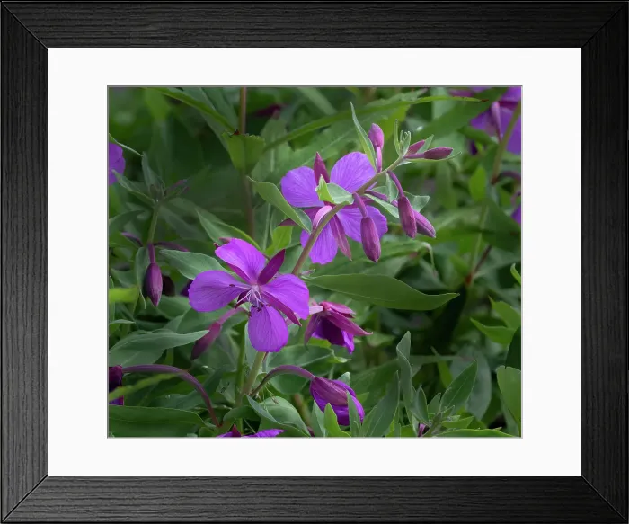 Framed Print : Dwarf fireweed, Chamerion Latifolium, Hatcher Pass, Alaska Framed Print : Dwarf fireweed, Chamerion Latifolium, Hatcher Pass, Alaska