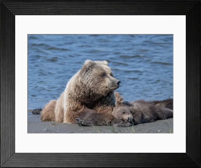 Framed Print : Brown bear mama remains vigilant while her dub snoozes
