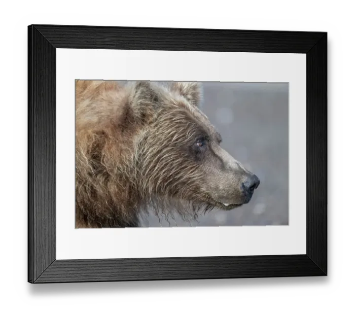 Framed Print : Brown bear shows its profile Framed Print : Brown bear shows its profile