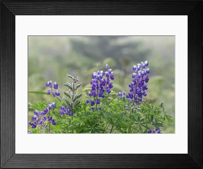 Framed Print : Lupines drip with moisture on a foggy day at Lake Clark