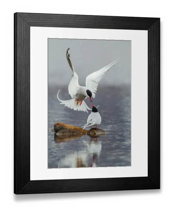 Framed Print : Arctic terns, courtship behavior male feeding potential mate, Alaska, USA