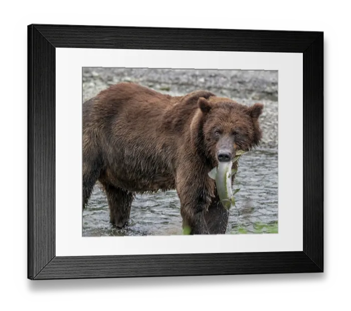 Framed Print : Brown bear gets ready for a salmon lunch