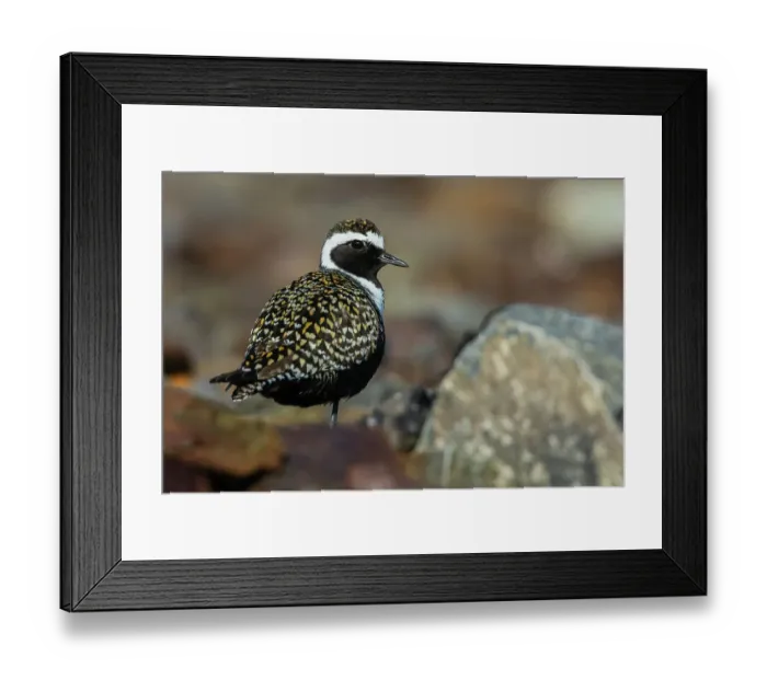 Framed Print : American golden-plover taking shelter among the rocks, Alaska arctic tundra, USA Framed Print : American golden-plover taking shelter among the rocks, Alaska arctic tundra, USA