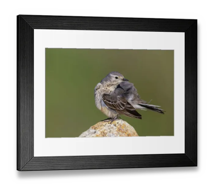 Framed Print : American pipit preening, arctic tundra habitat, Alaska, USA Framed Print : American pipit preening, arctic tundra habitat, Alaska, USA
