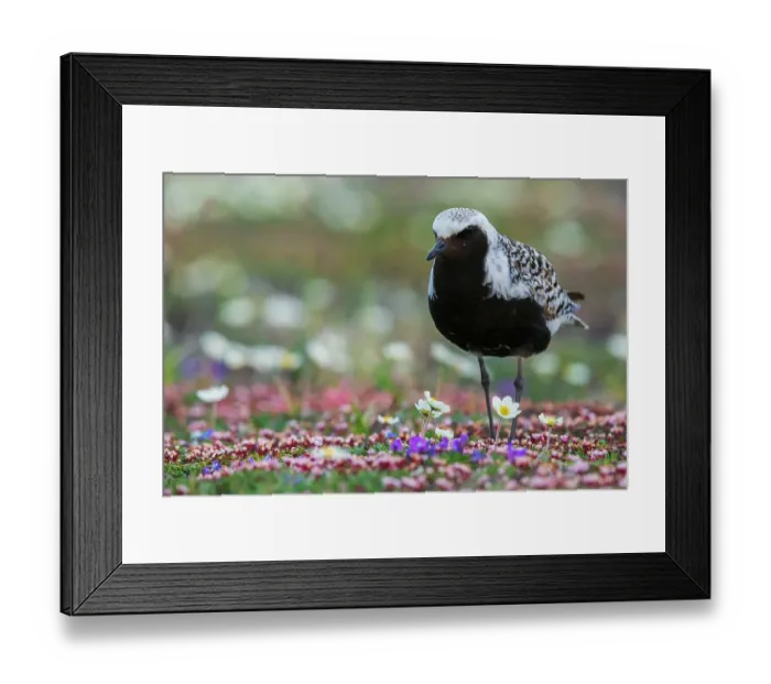 Framed Print : Black-bellied plover, arctic tundra wildflowers, Alaska, USA Framed Print : Black-bellied plover, arctic tundra wildflowers, Alaska, USA
