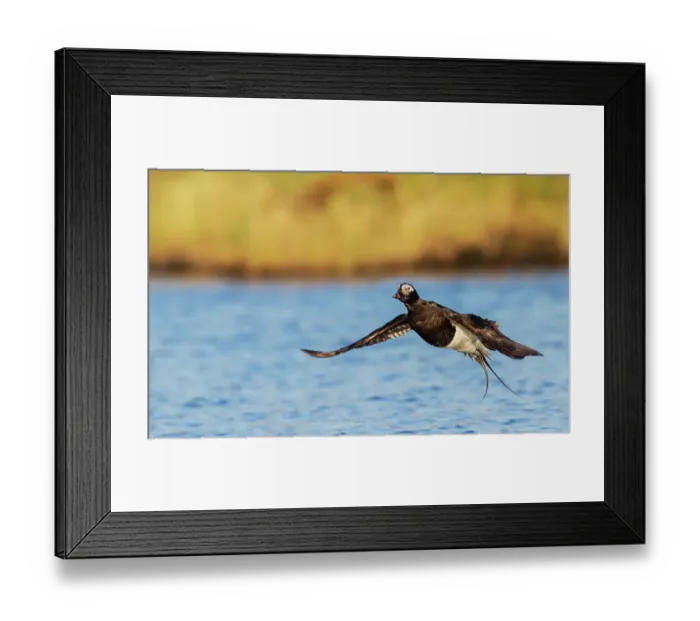 Framed Print : Long-tailed duck alighting, in a pond of the arctic tundra. Seward Peninsula, Alaska