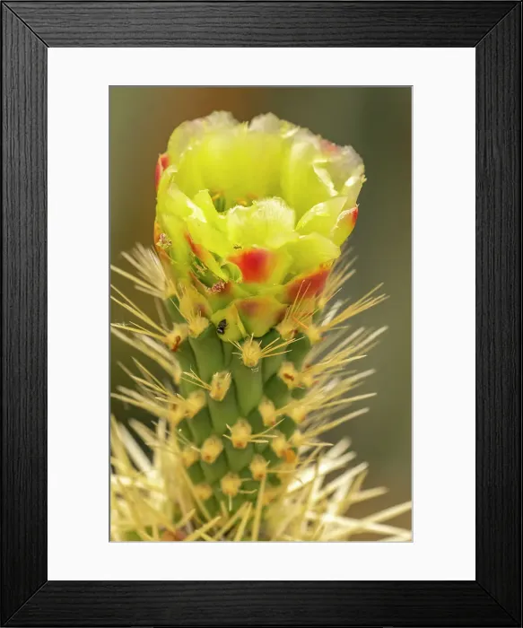 Framed Print : USA, Arizona. Close-up of prickly pear cactus blossom. ©Cathy & Gordon Illg  /  Jaynes Gallery  /  DanitaDelimont.com