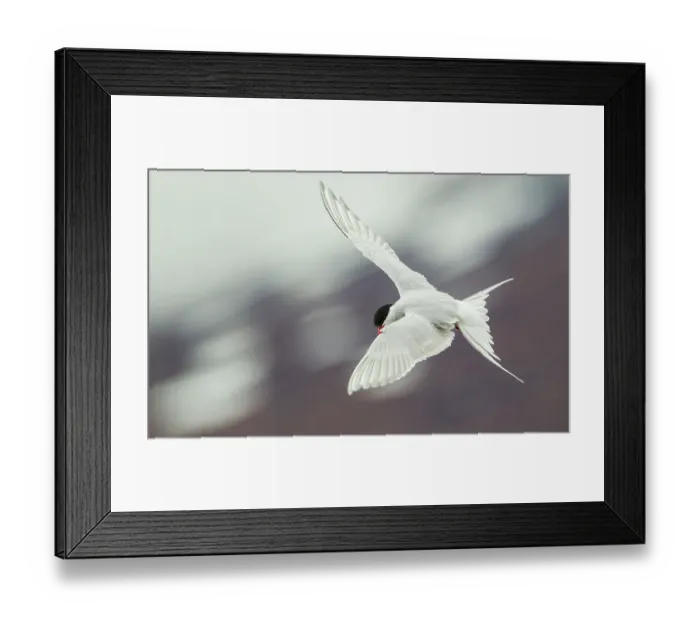 Framed Print : Arctic terns in flight over arctic pond, Alaska, USA Framed Print : Arctic terns in flight over arctic pond, Alaska, USA