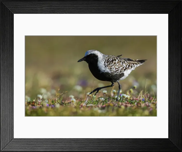 Framed Print : Black-bellied plover, arctic tundra wildflowers, Alaska, USA Framed Print : Black-bellied plover, arctic tundra wildflowers, Alaska, USA