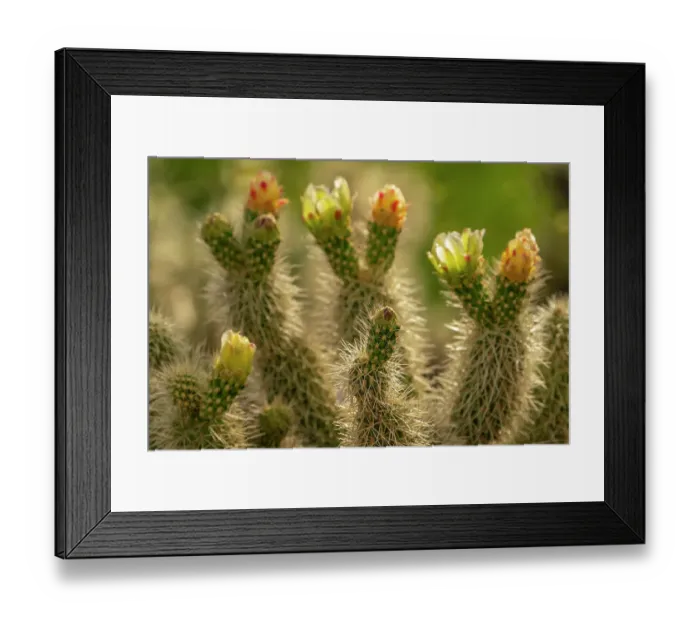 Framed Print : USA, Arizona. Close-up of prickly pear cactus blossoms. ©Cathy & Gordon Illg / Jaynes Gallery / DanitaDelimont.com Framed Print : USA, Arizona. Close-up of prickly pear cactus blossoms. ©Cathy & Gordon Illg / Jaynes Gallery / DanitaDelimont.com