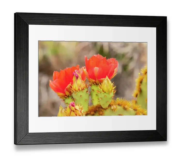 Framed Print : USA, Arizona. Prickly pear cactus blossoms. ©Cathy & Gordon Illg  /  Jaynes Gallery  /  DanitaDelimont.com