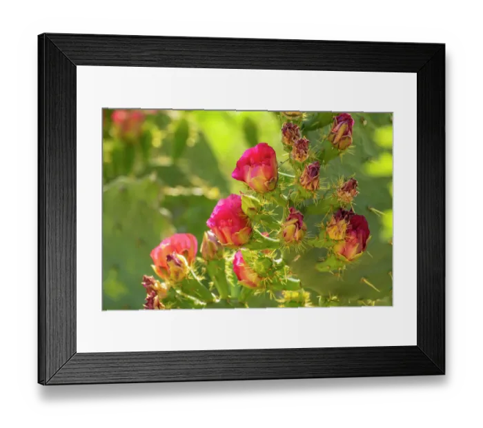 Framed Print : USA, Arizona. Prickly pear cactus blossoms. ©Cathy & Gordon Illg / Jaynes Gallery / DanitaDelimont.com Framed Print : USA, Arizona. Prickly pear cactus blossoms. ©Cathy & Gordon Illg / Jaynes Gallery / DanitaDelimont.com
