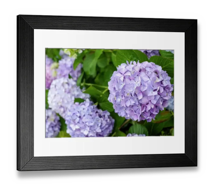 Framed Print : Luso, Portugal. Spring hydrangeas in bloom Framed Print : Luso, Portugal. Spring hydrangeas in bloom