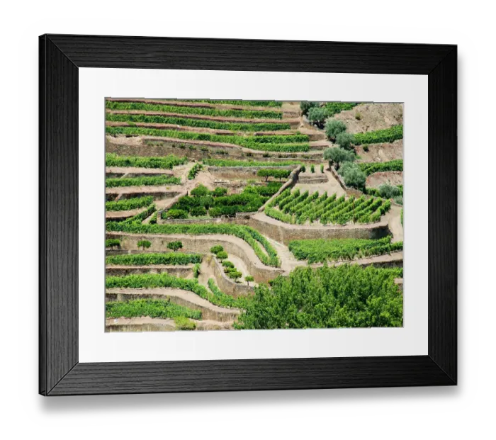Framed Print : Portugal, Douro Valley, Pinhao. The vineyards of the Douro Valley above Pinhao are set on terraced hillsides above the Douro River Framed Print : Portugal, Douro Valley, Pinhao. The vineyards of the Douro Valley above Pinhao are set on terraced hillsides above the Douro River