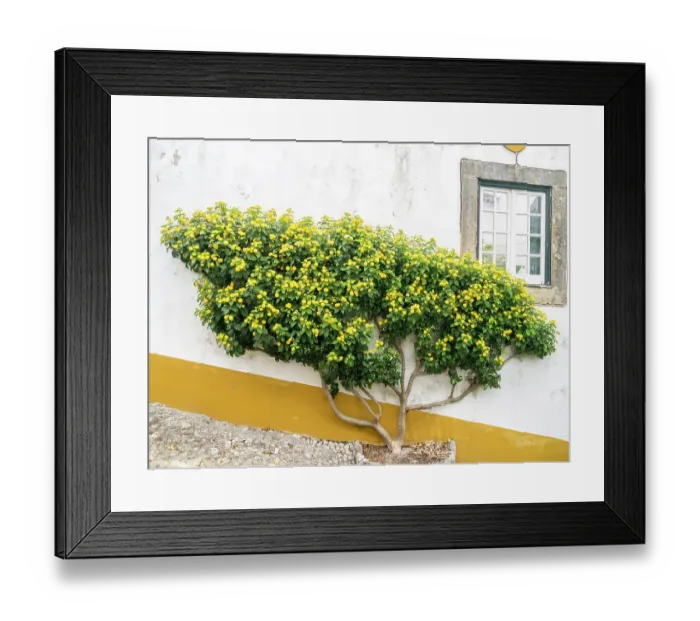 Framed Print : Portugal, Obidos. Yellow flowering bush against the white wall of a home in the preserved medieval town