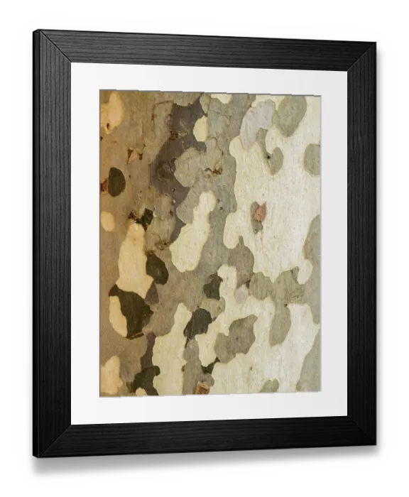 Framed Print : Portugal, Obidos. Close-up of the bark of a mottled Sycamore platanus tree lining a walkway Framed Print : Portugal, Obidos. Close-up of the bark of a mottled Sycamore platanus tree lining a walkway