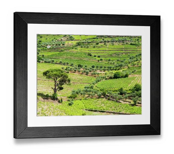 Framed Print : Portugal, Douro Valley, Pinhao. The vineyards of the Douro Valley above Pinhao are set on terraced hillsides above the Douro River