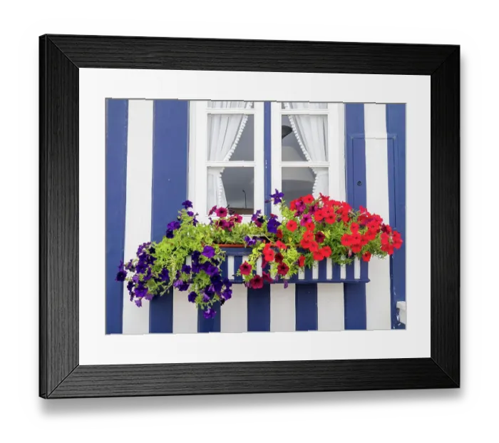Framed Print : Portugal, Costa Nova. Colorful petunia flowers in a flower box of a traditional candy-striped painted beach house Framed Print : Portugal, Costa Nova. Colorful petunia flowers in a flower box of a traditional candy-striped painted beach house