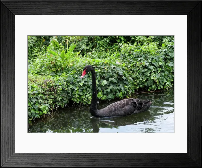 Framed Print : Luso, Portugal. Beautiful gardens and pond at the Bussaco Palace Framed Print : Luso, Portugal. Beautiful gardens and pond at the Bussaco Palace