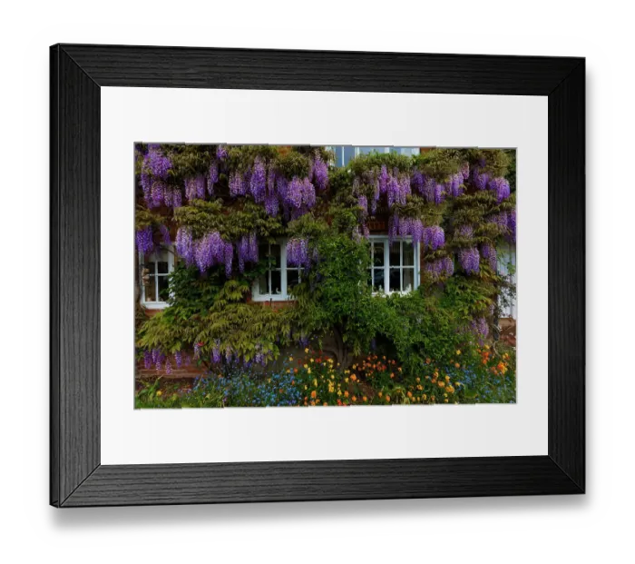 Framed Print : Great Britain, England, York. Wisteria flowers hang outside home. ©Jim Zuckerman / Jaynes Gallery / DanitaDelimont.com Framed Print : Great Britain, England, York. Wisteria flowers hang outside home. ©Jim Zuckerman / Jaynes Gallery / DanitaDelimont.com