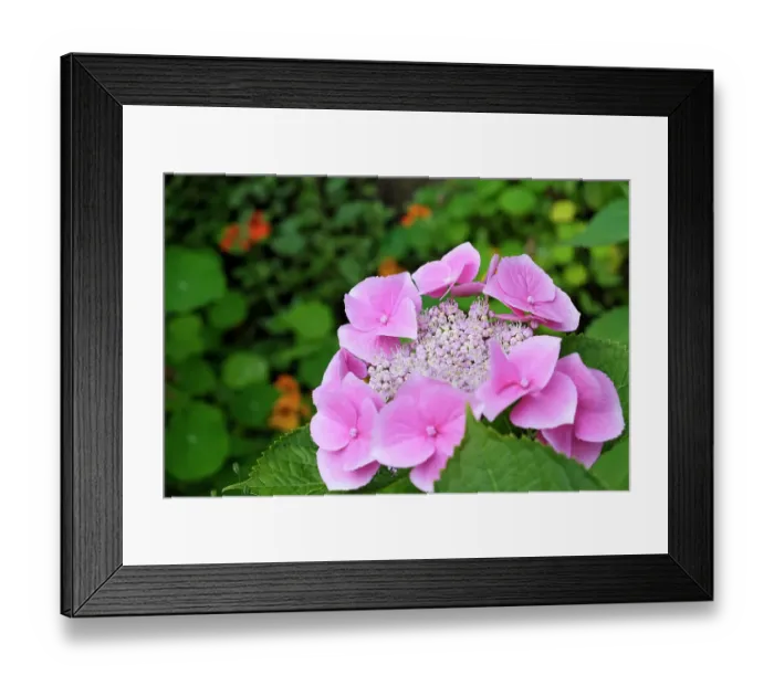 Framed Print : Coimbra, Portugal. Nasturtium in garden Framed Print : Coimbra, Portugal. Nasturtium in garden