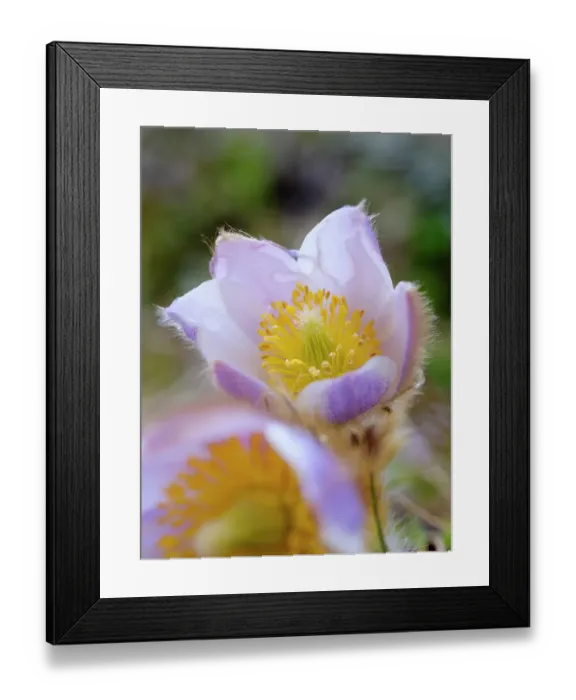 Framed Print : Spring pasqueflower also called arctic violet, lady of the snows growing in the high mountains of the Engadin. Switzerland, Val S-Charl Framed Print : Spring pasqueflower also called arctic violet, lady of the snows growing in the high mountains of the Engadin. Switzerland, Val S-Charl