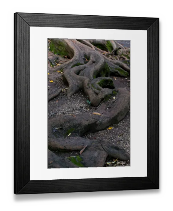Framed Print : Coimbra, Portugal. Quinta das Lagrimas. Close-up of roots Framed Print : Coimbra, Portugal. Quinta das Lagrimas. Close-up of roots