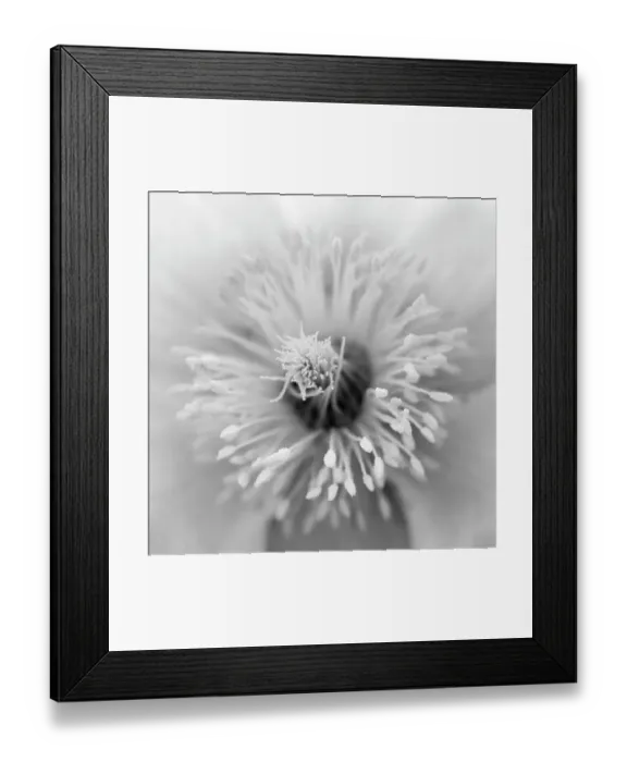 Framed Print : Spring pasqueflower also called arctic violet, lady of the snows growing in the high mountains of the Engadin. Switzerland, Swiss National Park Framed Print : Spring pasqueflower also called arctic violet, lady of the snows growing in the high mountains of the Engadin. Switzerland, Swiss National Park