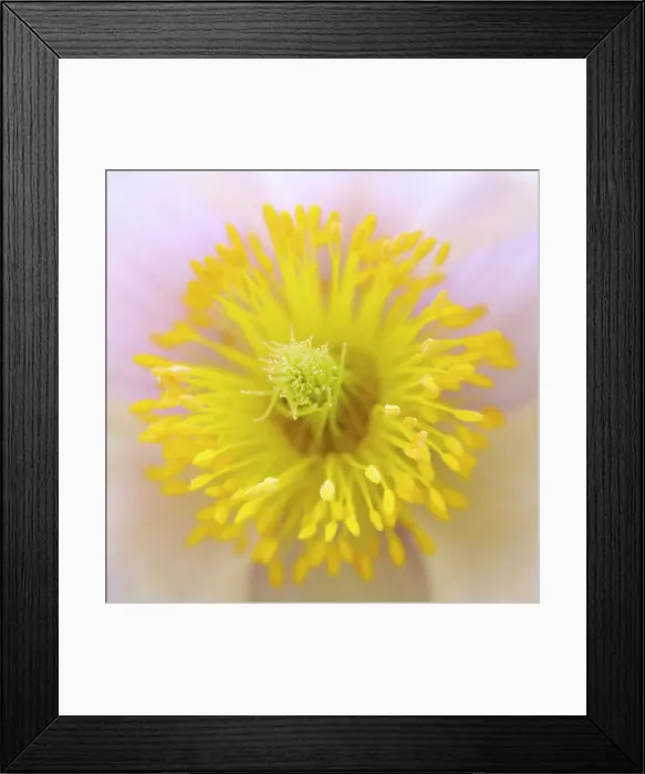 Framed Print : Spring pasqueflower also called arctic violet, lady of the snows growing in the high mountains of the Engadin. Switzerland, Swiss National Park