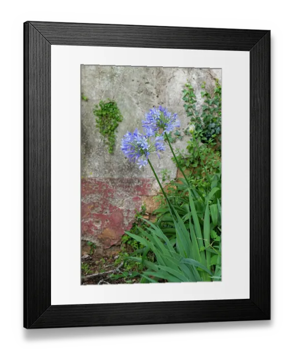 Framed Print : Coimbra, Portugal. Flower in garden Framed Print : Coimbra, Portugal. Flower in garden