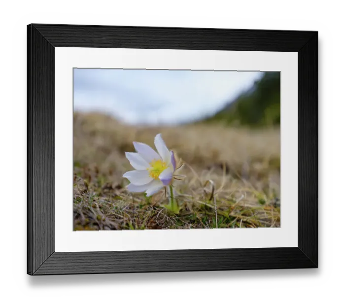 Framed Print : Spring pasqueflower also called arctic violet, lady of the snows growing in the high mountains of the Engadin. Switzerland, Swiss National Park Framed Print : Spring pasqueflower also called arctic violet, lady of the snows growing in the high mountains of the Engadin. Switzerland, Swiss National Park