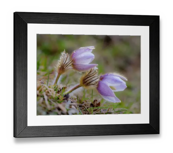 Framed Print : Spring pasqueflower also called arctic violet, lady of the snows growing in the high mountains of the Engadin. Switzerland, Val S-Charl Framed Print : Spring pasqueflower also called arctic violet, lady of the snows growing in the high mountains of the Engadin. Switzerland, Val S-Charl