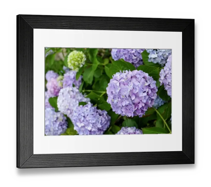 Framed Print : Luso, Portugal. Spring hydrangeas in bloom