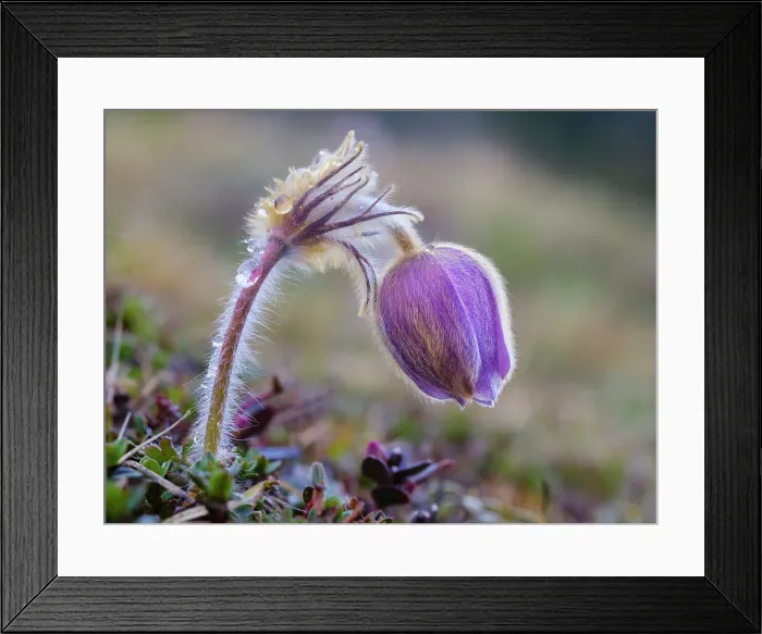 Framed Print : Spring pasqueflower also called arctic violet, lady of the snows growing in the high mountains of the Engadin. Switzerland, Val S-Charl Framed Print : Spring pasqueflower also called arctic violet, lady of the snows growing in the high mountains of the Engadin. Switzerland, Val S-Charl