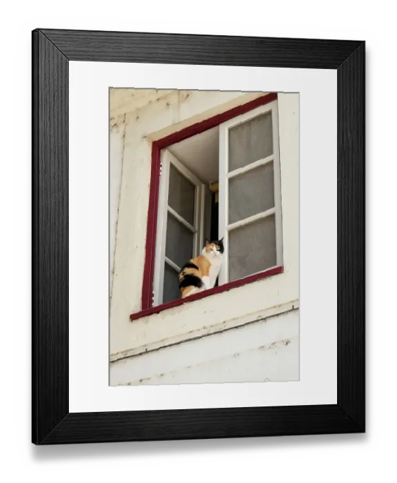 Framed Print : Coimbra, Portugal. Cat keeps an eye on the neighborhood Framed Print : Coimbra, Portugal. Cat keeps an eye on the neighborhood
